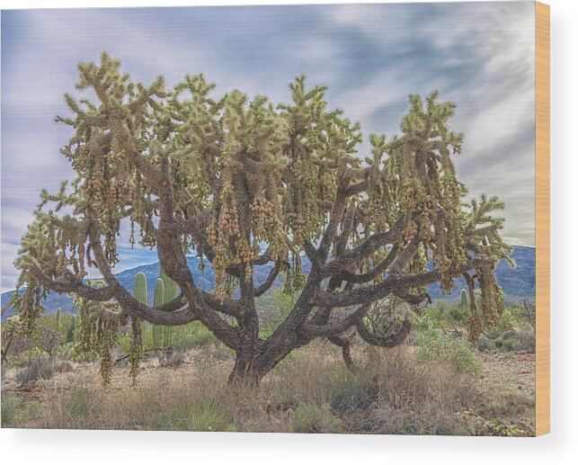 Chain-fruit Cholla Wood Print featuring the photograph Chained-fruit Cholla by Jonathan Nguyen