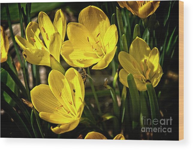 Crocuses Wood Print featuring the photograph Cheerful crocuses by Fran Woods