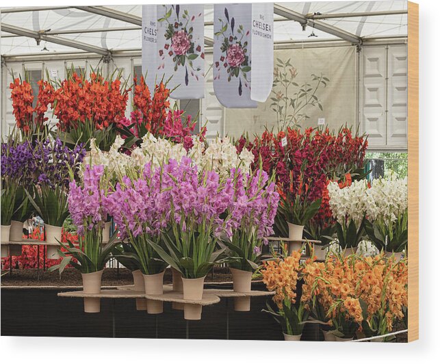 Bloom Wood Print featuring the photograph Chelsea Flower Show 2022 by Shirley Mitchell