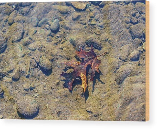 Landscapes Wood Print featuring the photograph Clean Water - Delaware River - Underwater Photography by Amelia Pearn