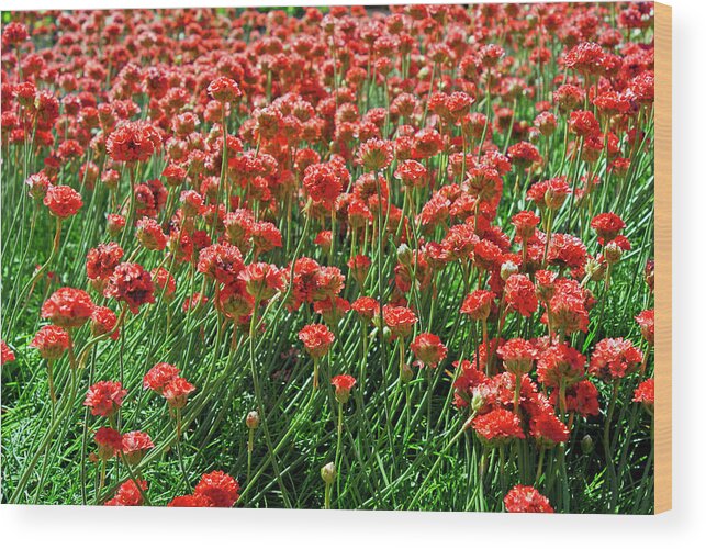 Sunny Wood Print featuring the photograph Closeup Of Red Flower Field Background by Severija Kirilovaite