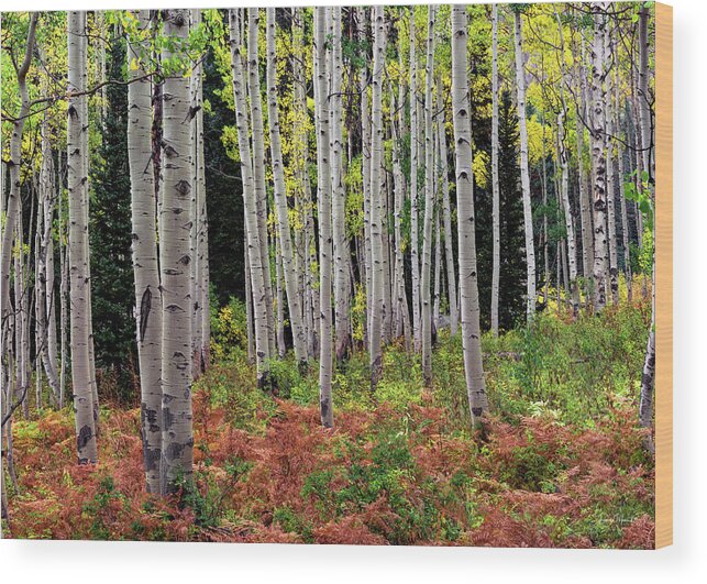 Nature Wood Print featuring the photograph Colorado Aspens Gunnison Forest by Leland D Howard