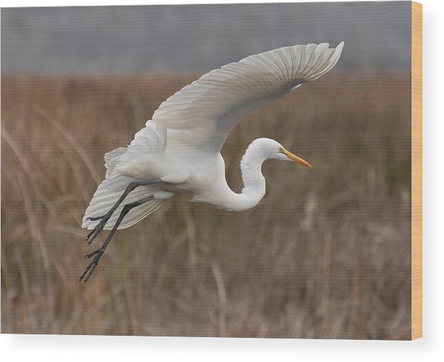 Greategret Wood Print featuring the photograph Coming in for a Landing by Forest Floor Photography
