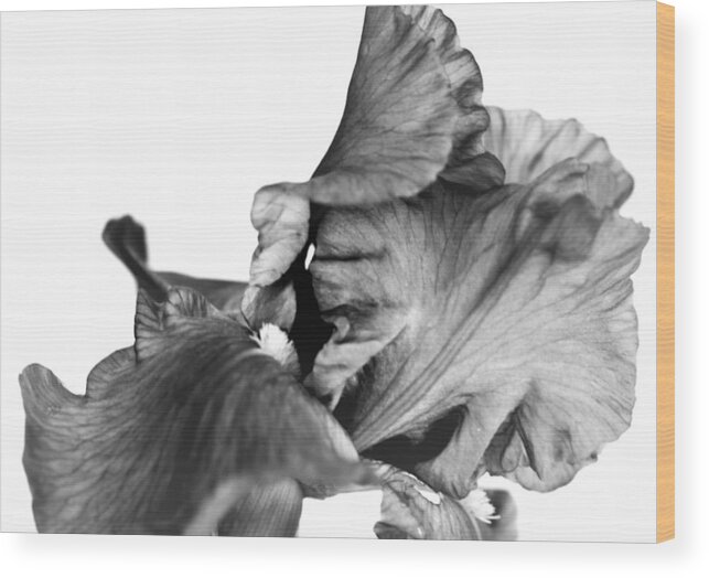Iris Wood Print featuring the photograph Coming Out of His Shell No. 0036 BW by Sherry Hallemeier