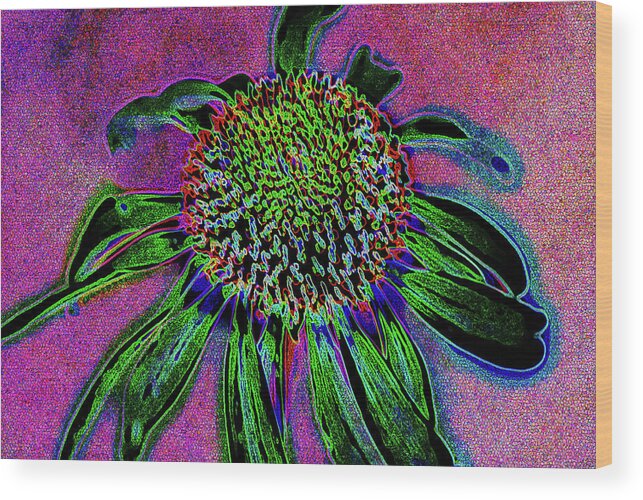 Coneflower Wood Print featuring the photograph Coneflower by Simone Hester
