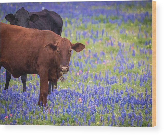 Hill Country Wood Print featuring the photograph Cows in Bluebonnets by Erin K Images