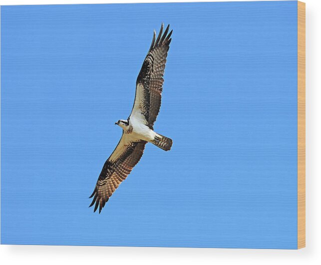 Osprey Wood Print featuring the photograph Cruising Osprey by Debbie Oppermann