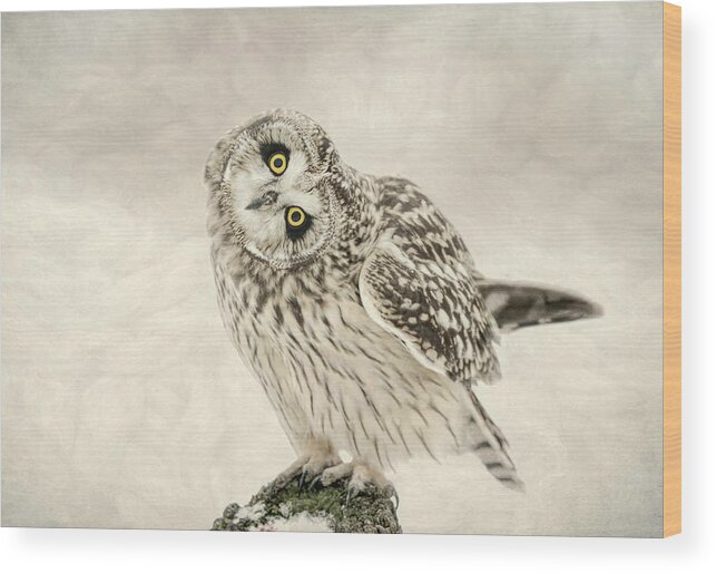 Short Eared Owl Wood Print featuring the photograph Curious Little Owl by Susan Hope Finley