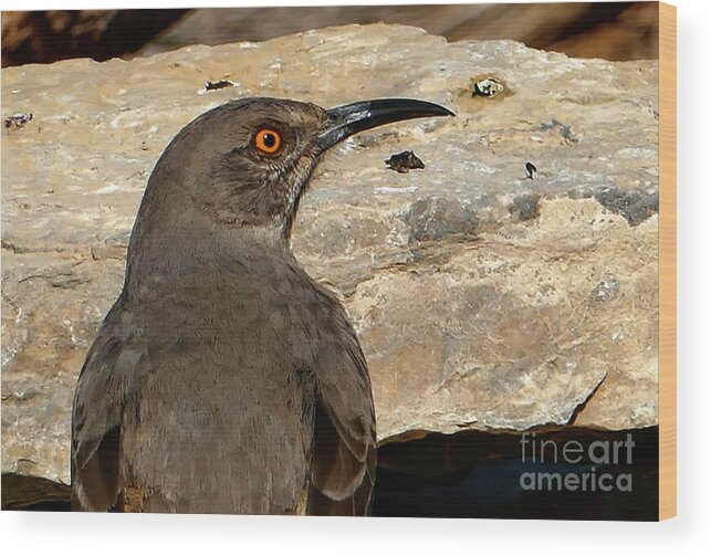 Wild Life Wood Print featuring the photograph Curved Billed Thrasher Bird by Sandra J's