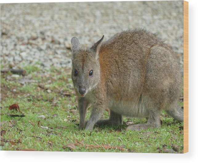 Animals Wood Print featuring the photograph Cute Red-necked Pademelon by Maryse Jansen