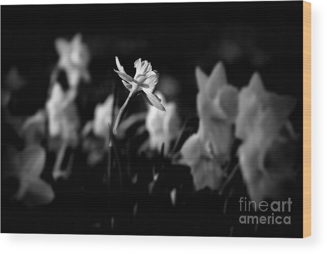 Midwest America Wood Print featuring the photograph Daffodils in Black and White by Frank J Casella