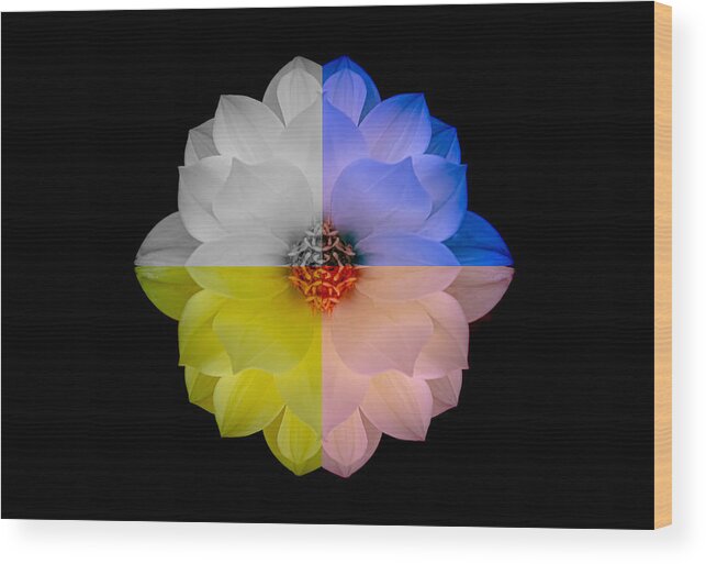 Art Wood Print featuring the photograph Dahlia in Assorted Colors by Joan Han