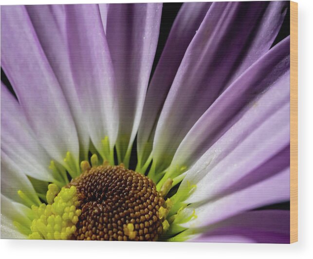 Purple Wood Print featuring the photograph Daisy Macro by Cathy Kovarik