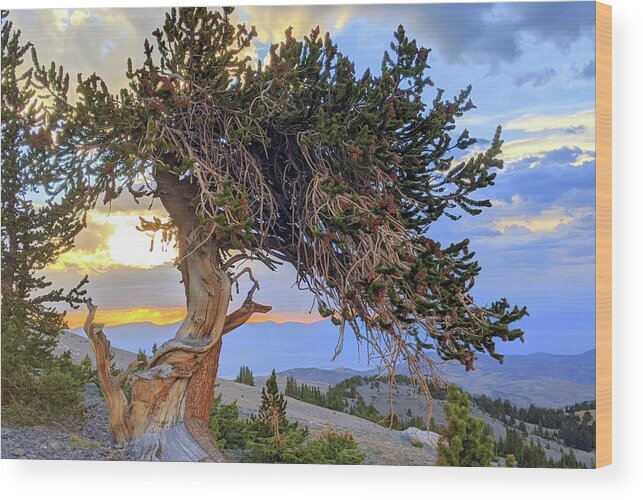 Bristlecone Wood Print featuring the photograph Dancing Bristlecone by Gretchen Baker