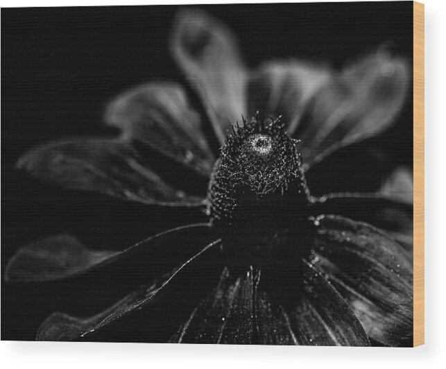 Black Wood Print featuring the photograph Dark Floral by Amelia Pearn