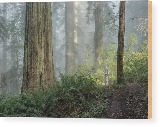 California Wood Print featuring the photograph Dawn in the Redwoods by Rudy Wilms