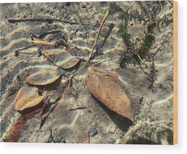 Stone Wood Print featuring the photograph Delaware River Underwater Landscape Leaves by Amelia Pearn