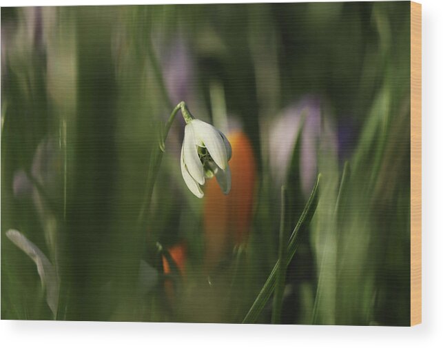 Misty Wood Print featuring the photograph Detail on white Galanthus between many green stems. Galanthus nivalis Viridapice. Wonderful white bloom hidden in the middle of grass. White and green. Beginning of spring time. by Vaclav Sonnek
