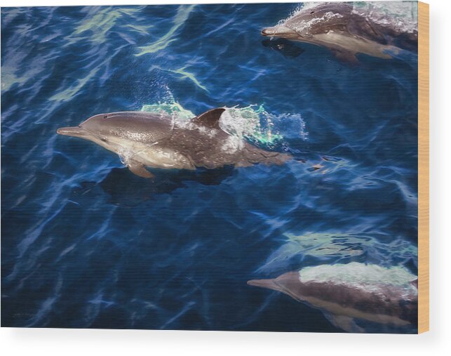 Photographs Wood Print featuring the photograph Dolphin Trio Blue Water Off Ventura County Coast in Southern California by John A Rodriguez