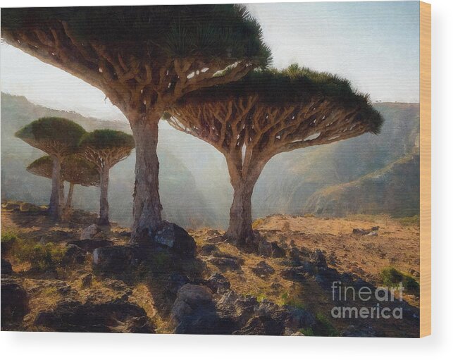 Dracaena Cinnabari Wood Print featuring the digital art Dragon Blood Tree by Jerzy Czyz