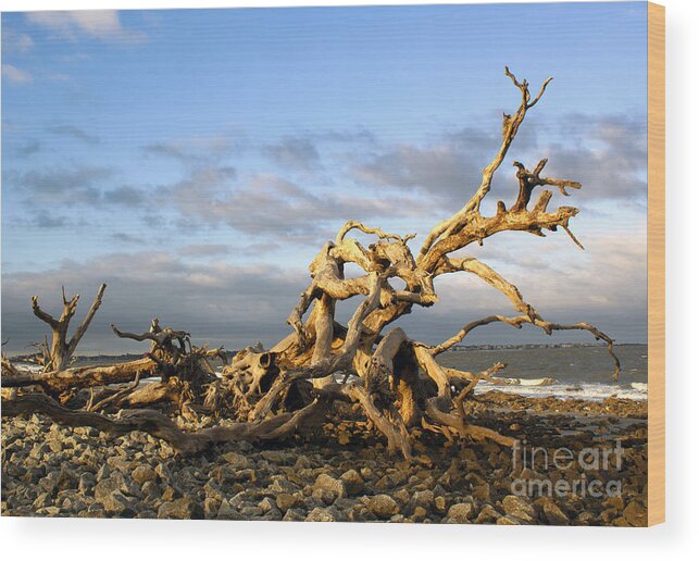 Driftwood Wood Print featuring the photograph Driftwood Beach Afternoon on Jekyll Island by Sea Change Vibes