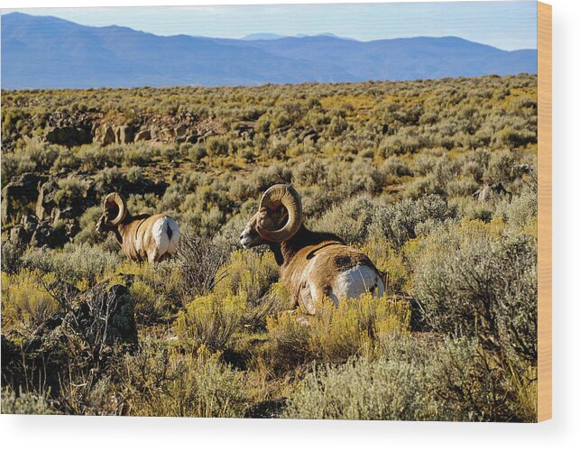 Bighorn Sheep Wood Print featuring the photograph Wild Bighorn Sheep - New Mexico by Earth And Spirit