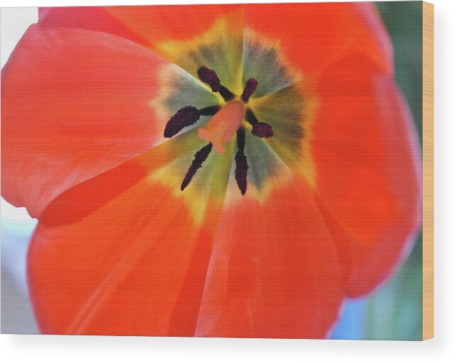 Tulip Wood Print featuring the photograph Dutch Umbrella by Michele Myers