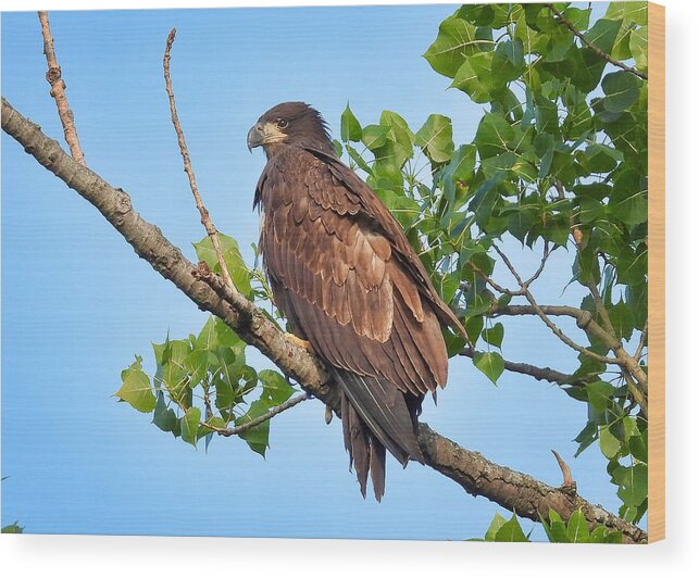  Wood Print featuring the photograph Eagle Fledgling by Jack Wilson