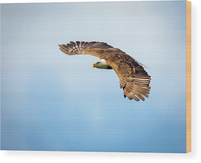 Bird Wood Print featuring the photograph Eagle Wings by Doug McPherson