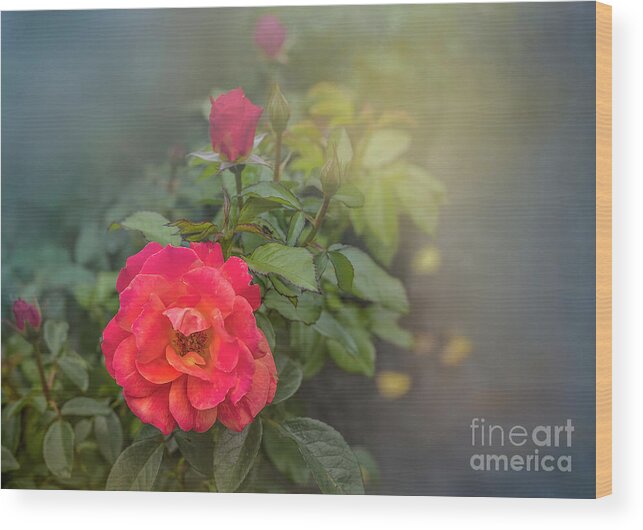 Rose Wood Print featuring the photograph Early Morning Roses by Shelia Hunt