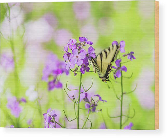 Animals Wood Print featuring the photograph Eastern Tiger Swallowtail Butterfly 5 - Nature Photography by Amelia Pearn