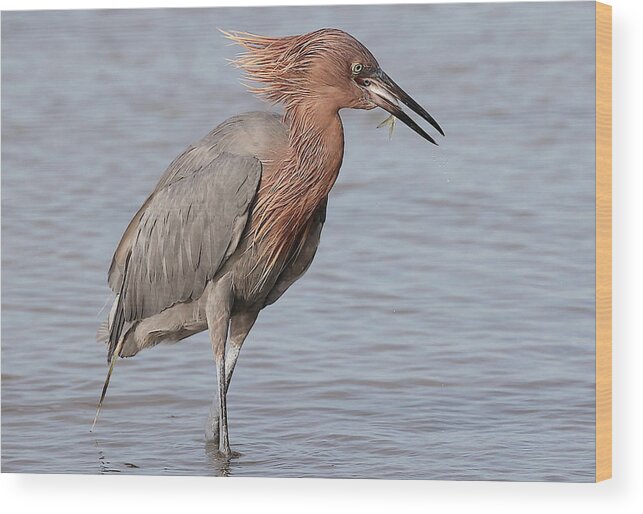 Reddish Egret Wood Print featuring the photograph Eating a Fish May Need Greater Efforts by Mingming Jiang