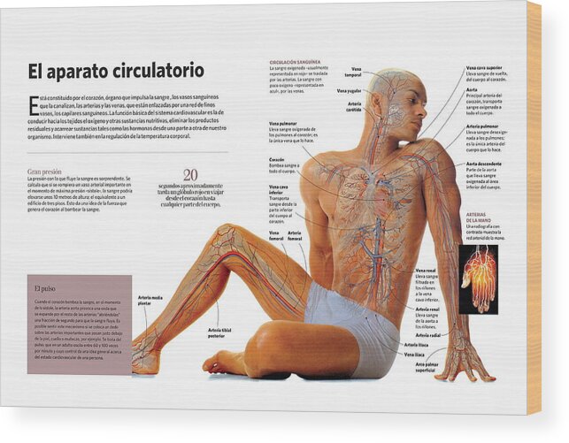 Ciencia Wood Print featuring the digital art El aparato circulatorio by Album
