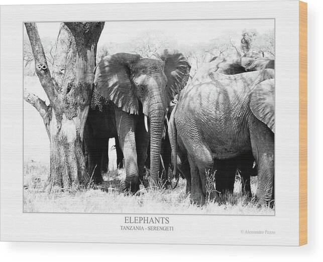 Alessandro Pezzo Wood Print featuring the photograph Elephants by Alessandro Pezzo