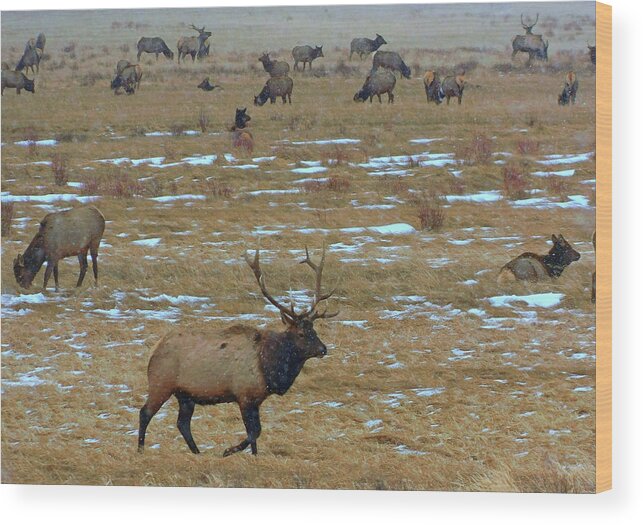 Elk Wood Print featuring the photograph Elk herd by Carl Moore
