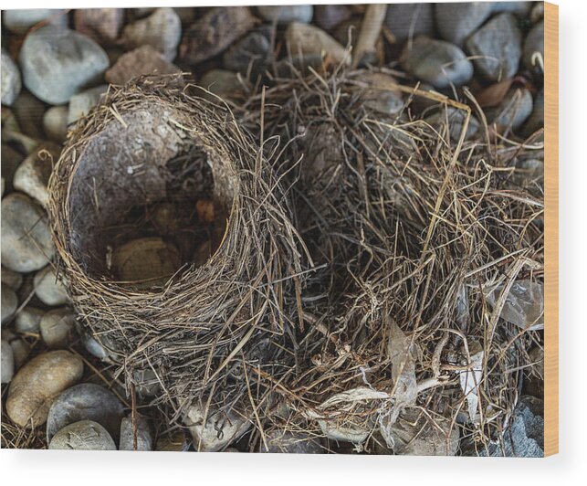 Animals Wood Print featuring the photograph Empty Nest - Wildlife Photography 2 by Amelia Pearn