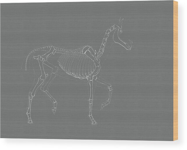 Appendicular Wood Print featuring the photograph Equine Skeleton Study by Jamart Photography