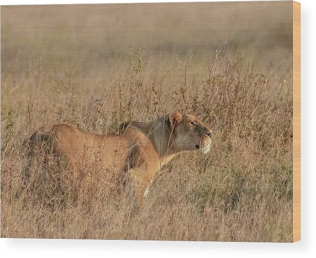 Serengeti National Park Wood Print featuring the photograph Evening Hunter, Serengeti National Park by Marcy Wielfaert