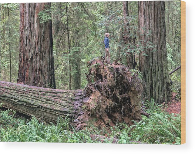 Boy Scout Trail Wood Print featuring the photograph Fallen Giant by Rudy Wilms