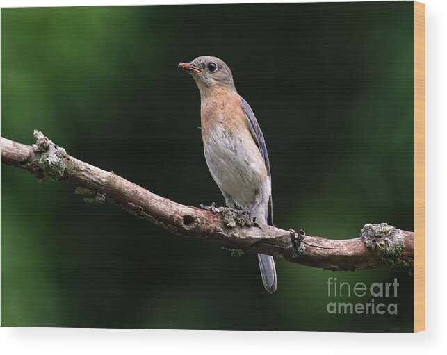 Female Wood Print featuring the photograph Feeding Time by Douglas Stucky