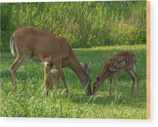 Female Deer And Twin Fawns Wood Print featuring the photograph Female Deer and Twin Fawns by Sandra J's