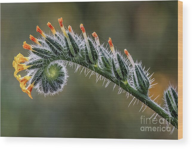 Al Andersen Wood Print featuring the photograph Fiddleneck 1 by Al Andersen