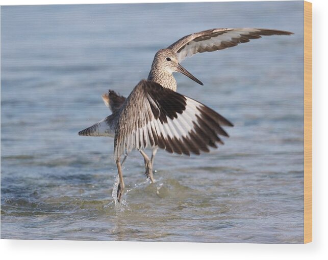 Willet Wood Print featuring the photograph Fight between Two Willets by Mingming Jiang