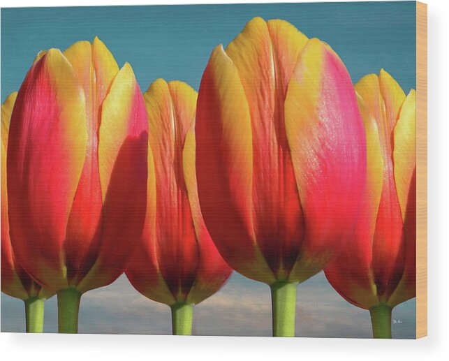 Calypso Wood Print featuring the photograph Five Calypso Tulips by Russ Harris