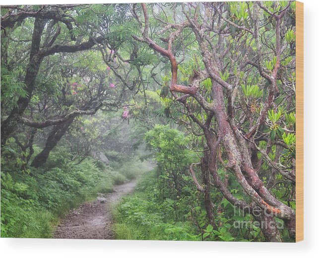 Craggy Gardens Wood Print featuring the photograph Forest Fantasy by Blaine Owens
