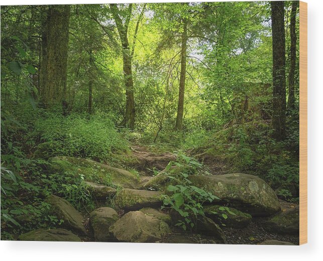 Forest Pathway Wood Print featuring the photograph Forest by Rebecca Herranen
