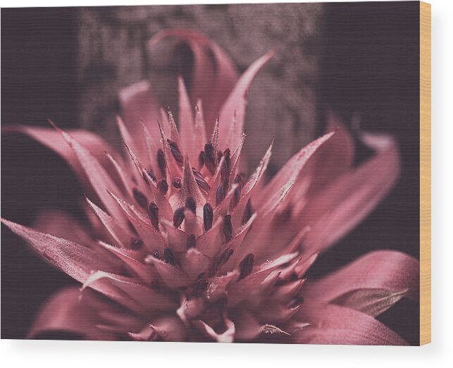Mountain Wood Print featuring the photograph Forgiveness Flower by Go and Flow Photos