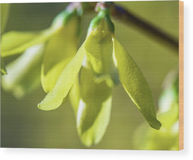 Flower Wood Print featuring the photograph Forsythia Close Up by Amelia Pearn