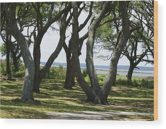  Wood Print featuring the photograph Fort Fisher Gnarly Oaks by Heather E Harman