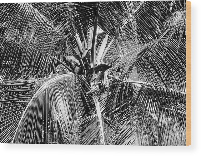Hawaii Wood Print featuring the photograph Fronds and Center BW by Christi Kraft